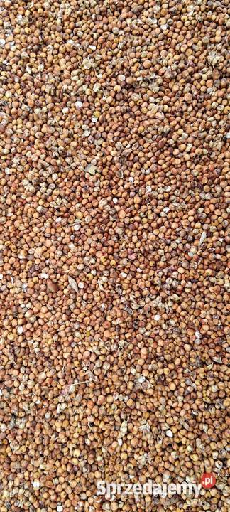 Sorgo ziarnowe czerwone Zbiór 2025 100 Hrubieszów sprzedam