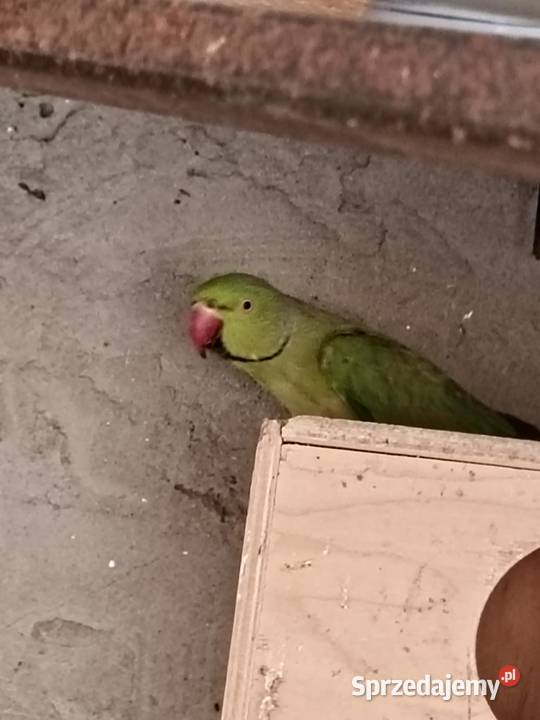 Sprzedam papugi różne