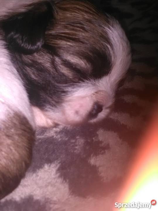 Śliczne shih tzu Dzierżoniów