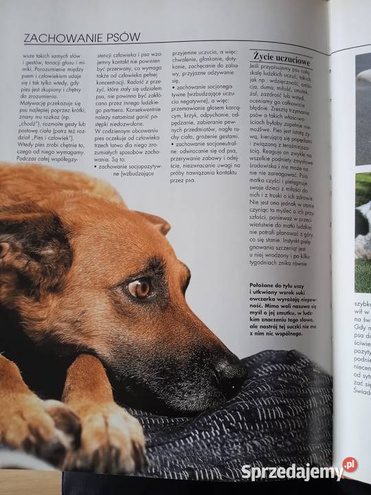 Pies mój przyjaciel wielkopolskie Poznań sprzedam