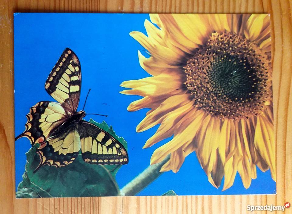 MOTYL NA SŁONECZNIKU FOT SZOZDA Piszczac sprzedam