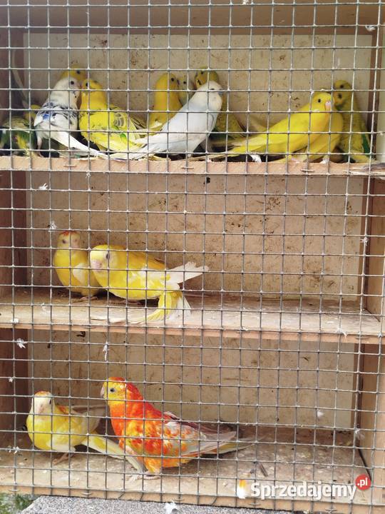 Sprzedam papugi faliste Bukowiec