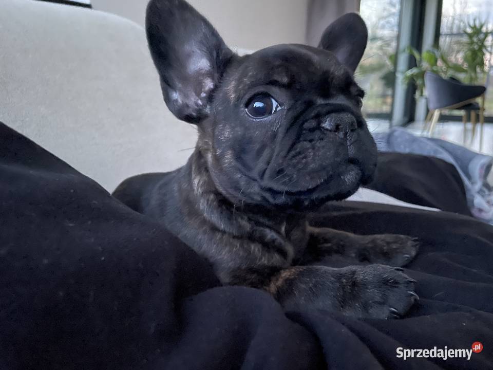 Buldog francuski Buldog łódzkie Łódź