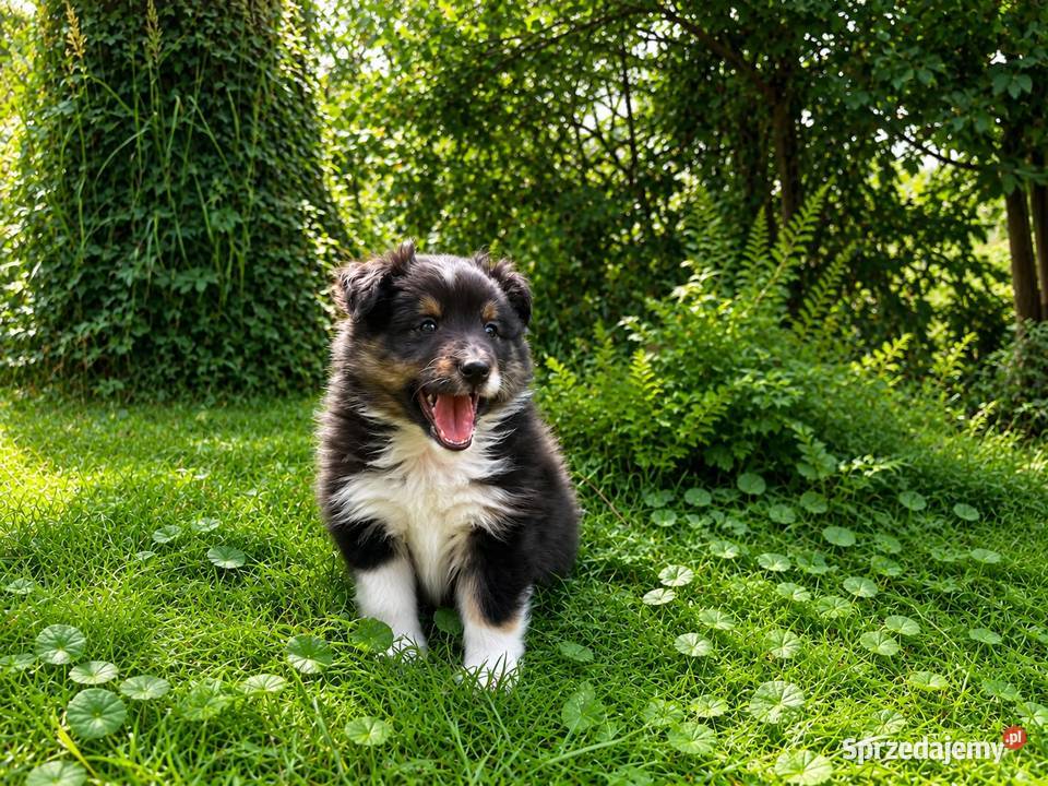 owczarek szetlandzki sheltie piesek blue merle Rudzica