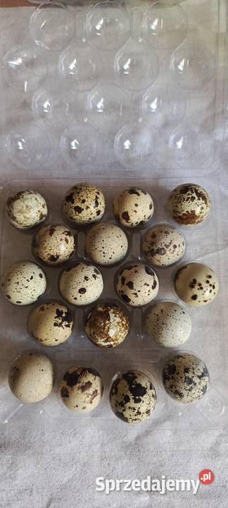 Jaja Jajka przepiórcze przepiórki japońskiej Jastrzębie-Zdrój