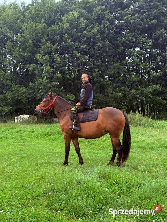 Koń klacz Jasmina Riwiera 160 ostoja spokoju lubuskie Strzelce Krajeńskie
