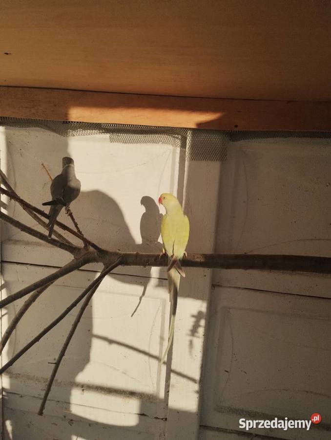 Aleksandretta Aleksandretty obrożne Solarnia