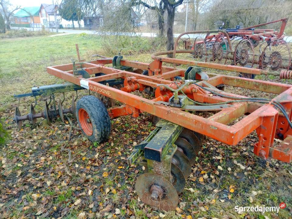 Talerzówa podlaskie Lipsk