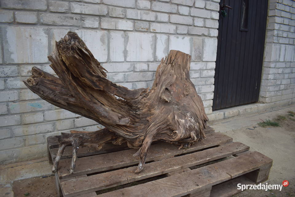 Niepowtarzalny korzeń ozdobny do ogrodu Połaniec