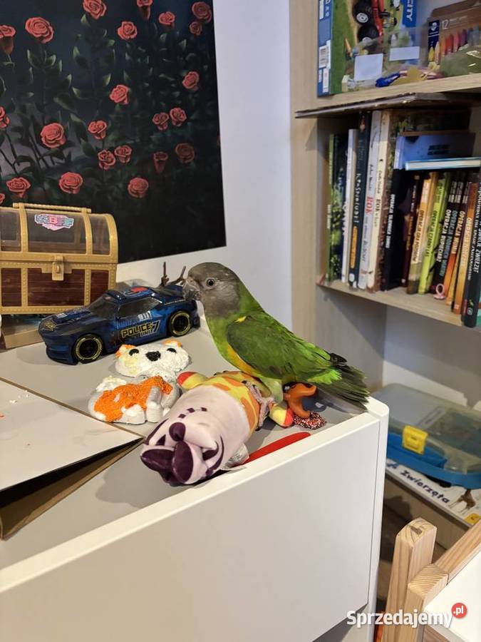 Papużki średnie senegalki Warszawa sprzedam