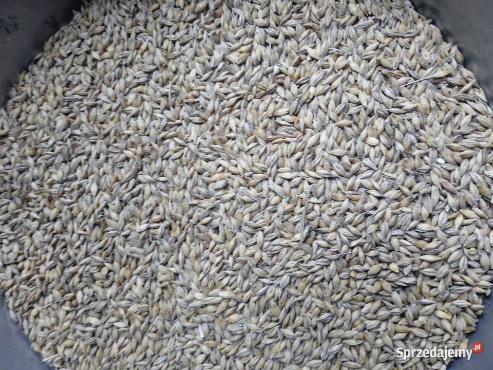 Jęczmień jary Krasnystaw sprzedam