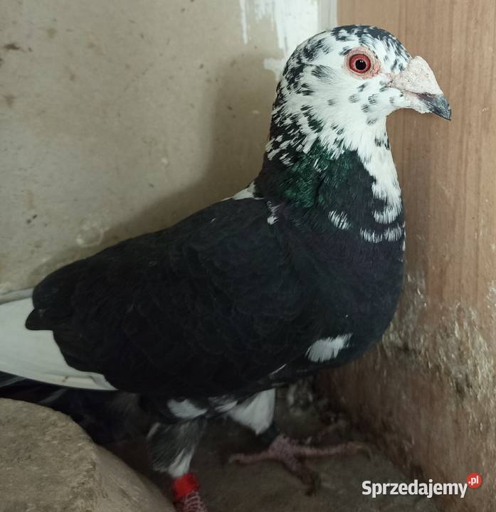 Gołębie staropolskie Zwierzęta Środa Wielkopolska