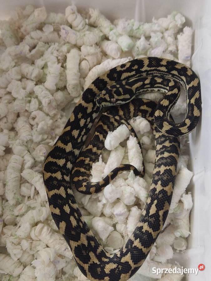 morelia spilota variegata pyton dywanowy samiec sprzedam