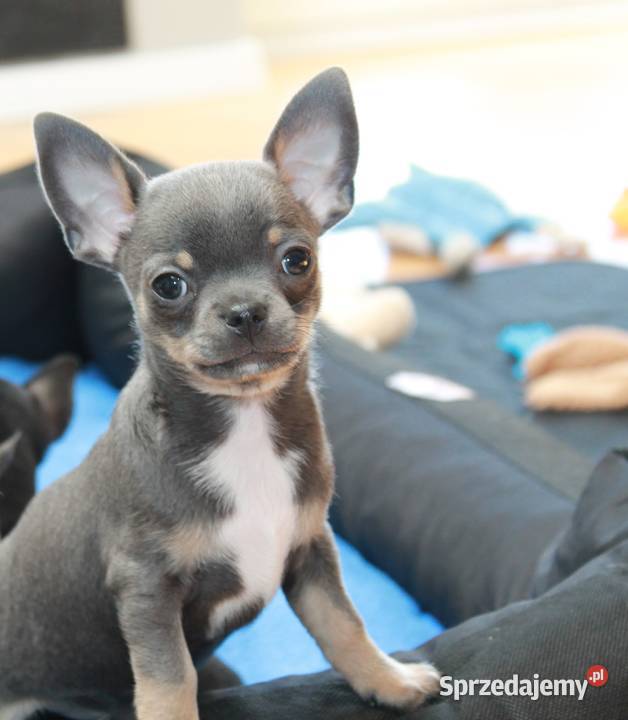 Chihuahua błękitny krótkowłosy chłopiec ZKwP FCI Świnoujście sprzedam