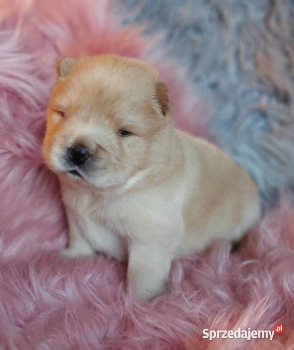Chow Chow ZKwPFCI Marzęcice