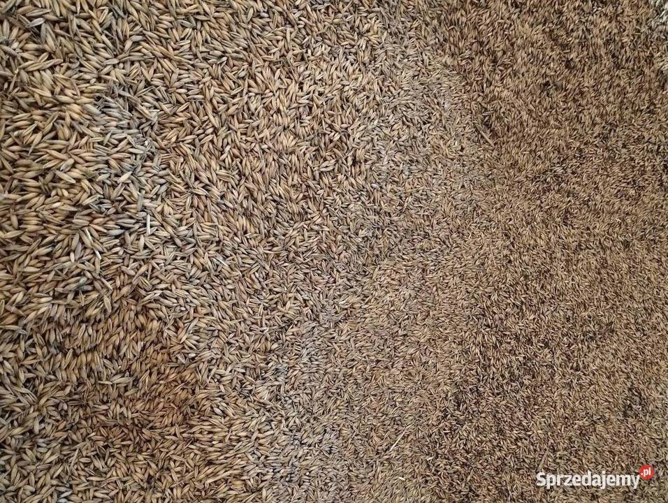 Sprzedam owies Zboża Gorlice
