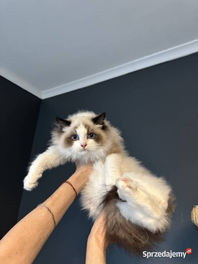 Ragdoll Wrocław dolnośląskie