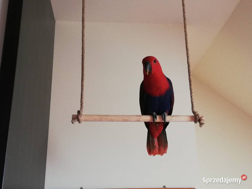 Lora Wielka barwnica samica obrączkowana 2020 Szczecin sprzedam