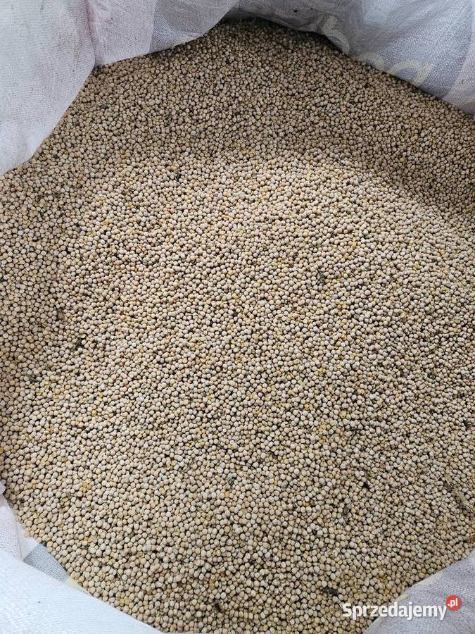 Groch astronaute na poplon łubin Kłopoty-Stanisławy