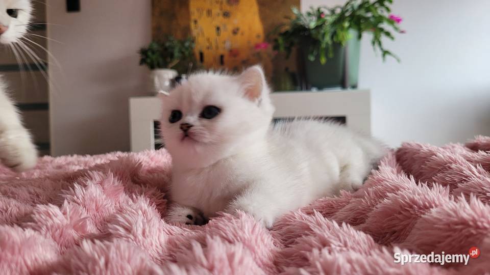 Kocięta srebrne Maliwia Brytyjski Zielona Góra sprzedam