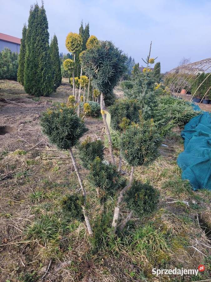 Thuja Smaragd 120 PRODUCENT Iglaste Rydzyny