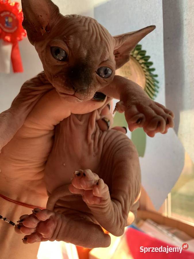 Śliczna Śmiała Dziewczynka Rakija Wwa Katowice Warszawa sprzedam