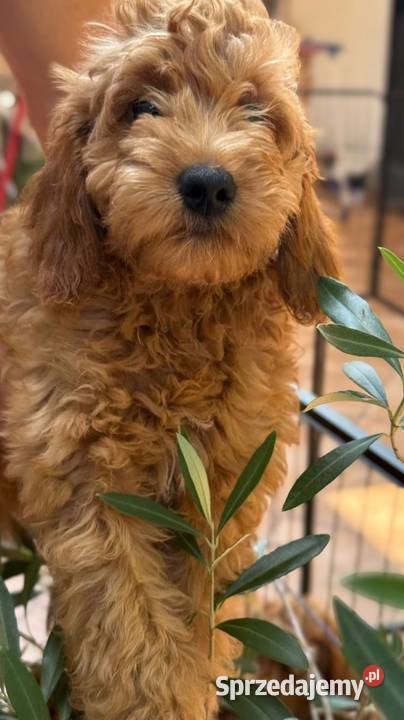 Cockapoo nasze Słodkości Pruszków sprzedam