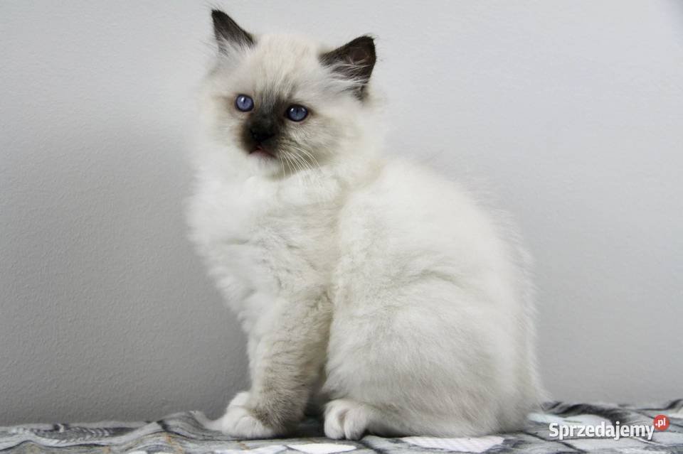 Koteczka Iman z hodowli Castillo Cat Gorzów Wielkopolski