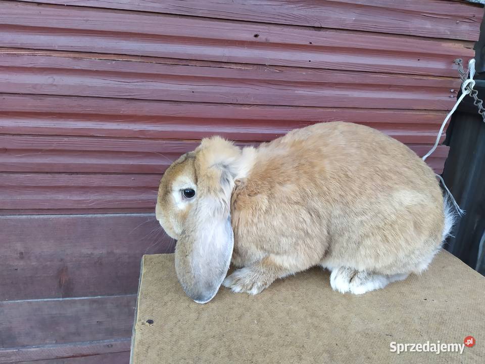 Królik Baran Francuski opolskie Olesno