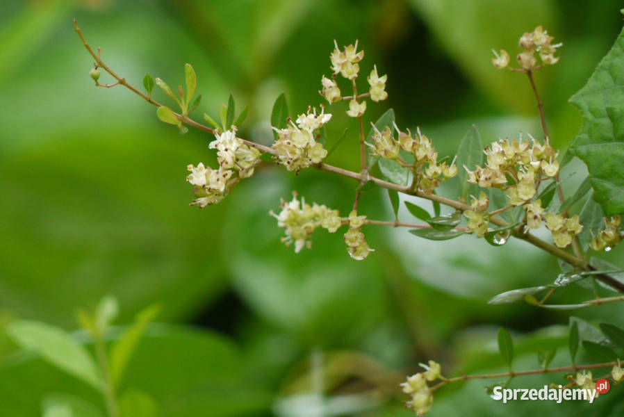 LAWSONIA BEZBRONNA Lawsonia inermis NASIONA 100g