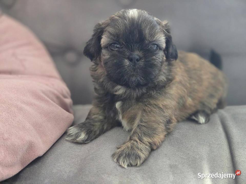 Shih Tzu Psy Świerklany
