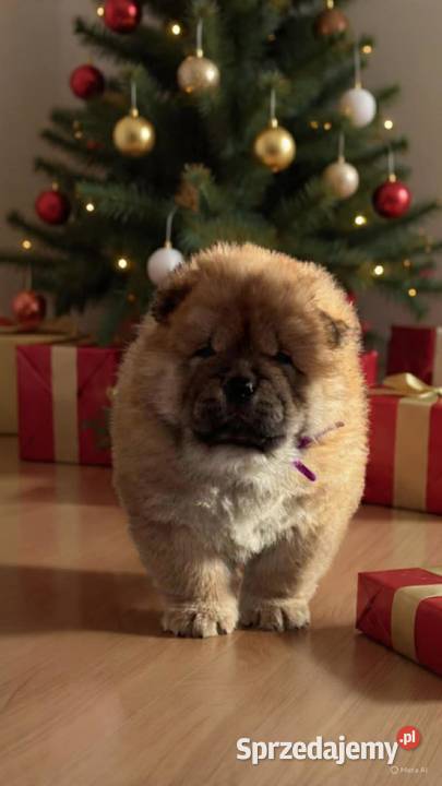 Chowchow Szczeniaki FCI Pszczyna