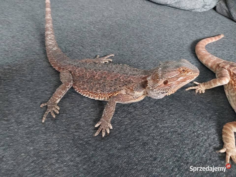 Agama brodata samiczka Reda