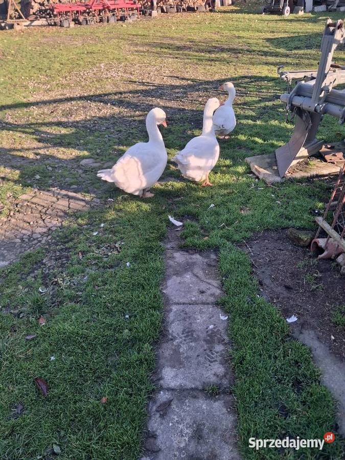 Gęsi Miękinia