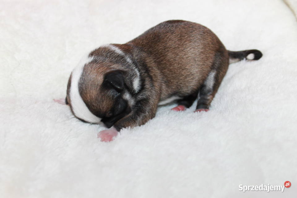 Chihuahua samiec ZKwP FCI Prawdziwy rodowód zachodniopomorskie Świnoujście