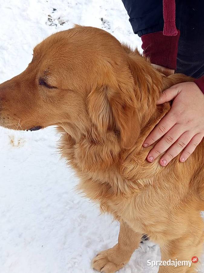 Golden RETRIEVER podkarpackie