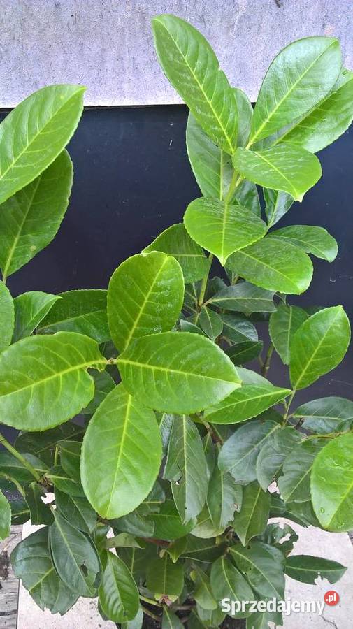 Super Piękny ŻywopłotLaurowiśnia Wschodnia