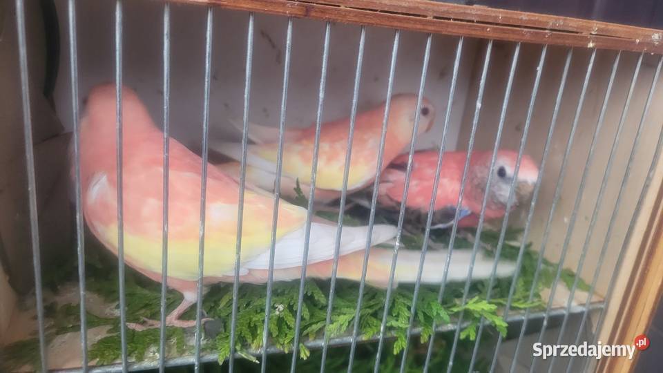 Papugi lilianki Wieliczka sprzedam