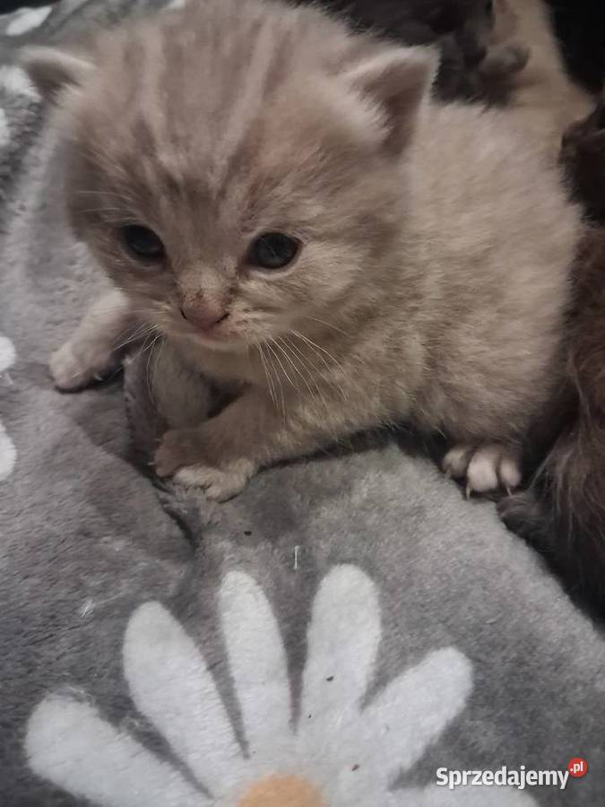 Kotki brytyjskie krótko wlose