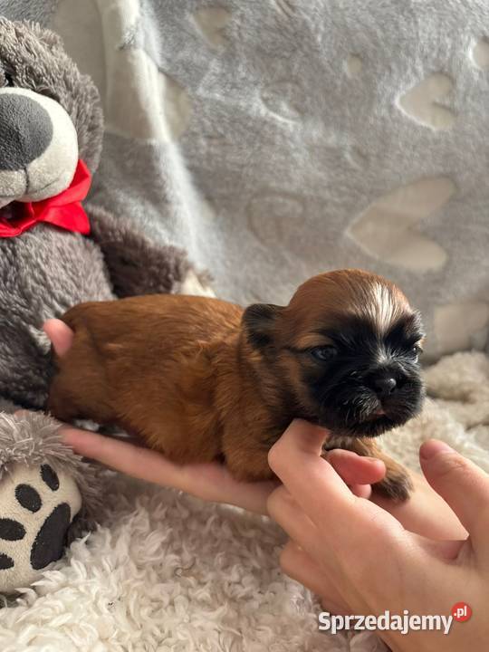 ShihTzu suczka odbiór w grudniu Strzelce Opolskie sprzedam