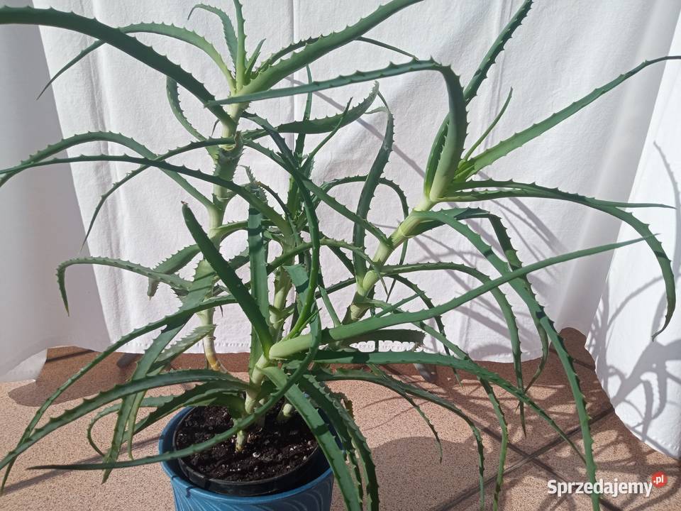 Aloes Aloesy 4w1 Nowy Sącz