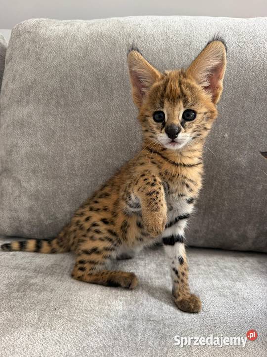 Serwal afrykański sawannowy serval ręcznie Bochnia