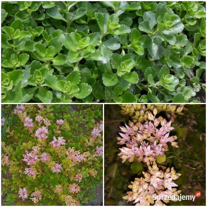 Byliny wieloletnie mało wymagajace Pszów