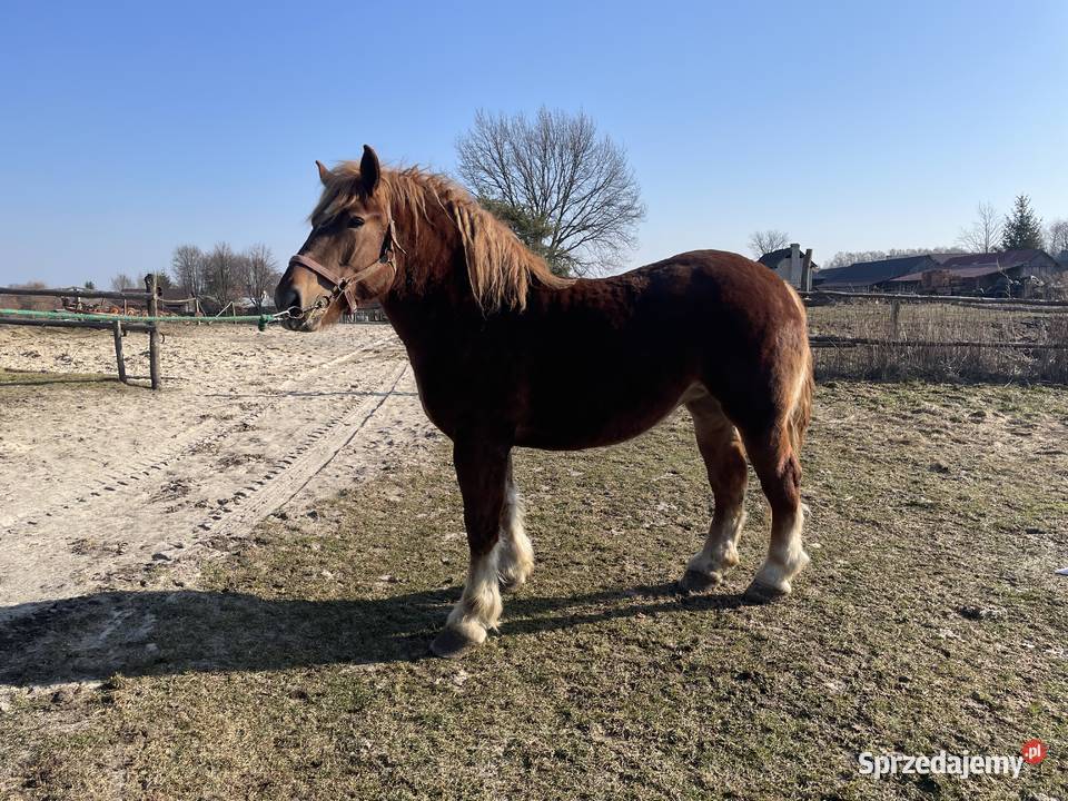 Sprzedam kobyle sokolska zimnokrwista Gózd Lipiński