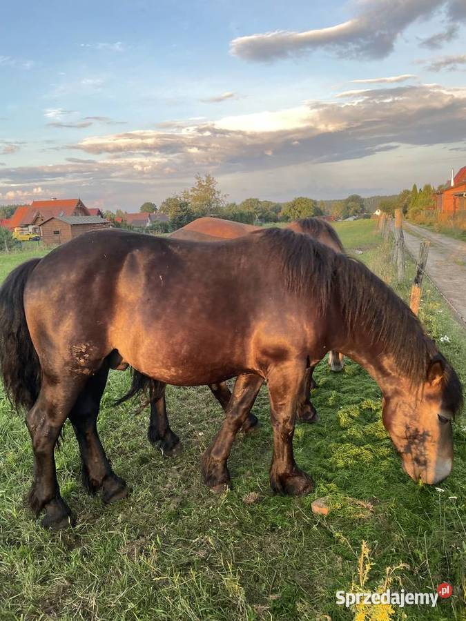 Konie zimnokrwiste Kłączno