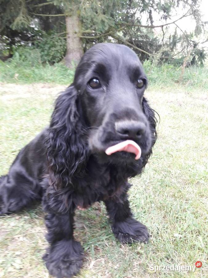 Cocker Spaniel Angielski sunia Sieradz sprzedam