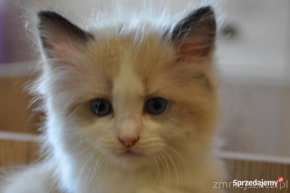 Ragdoll puchate kociaki Wrocław
