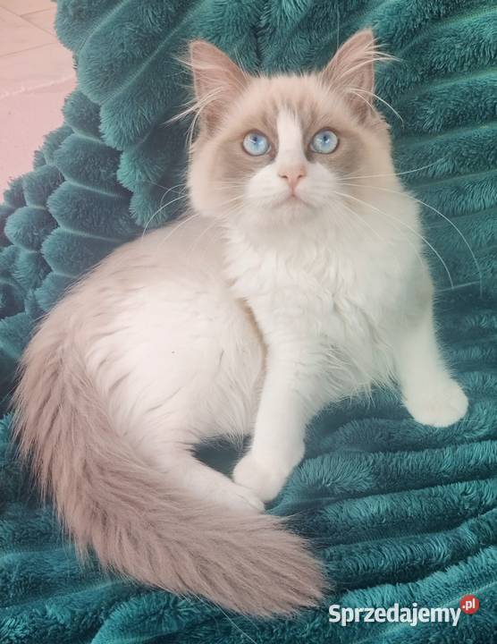 przytulaśna Kotka Ragdoll z międzynarodowym sprzedam