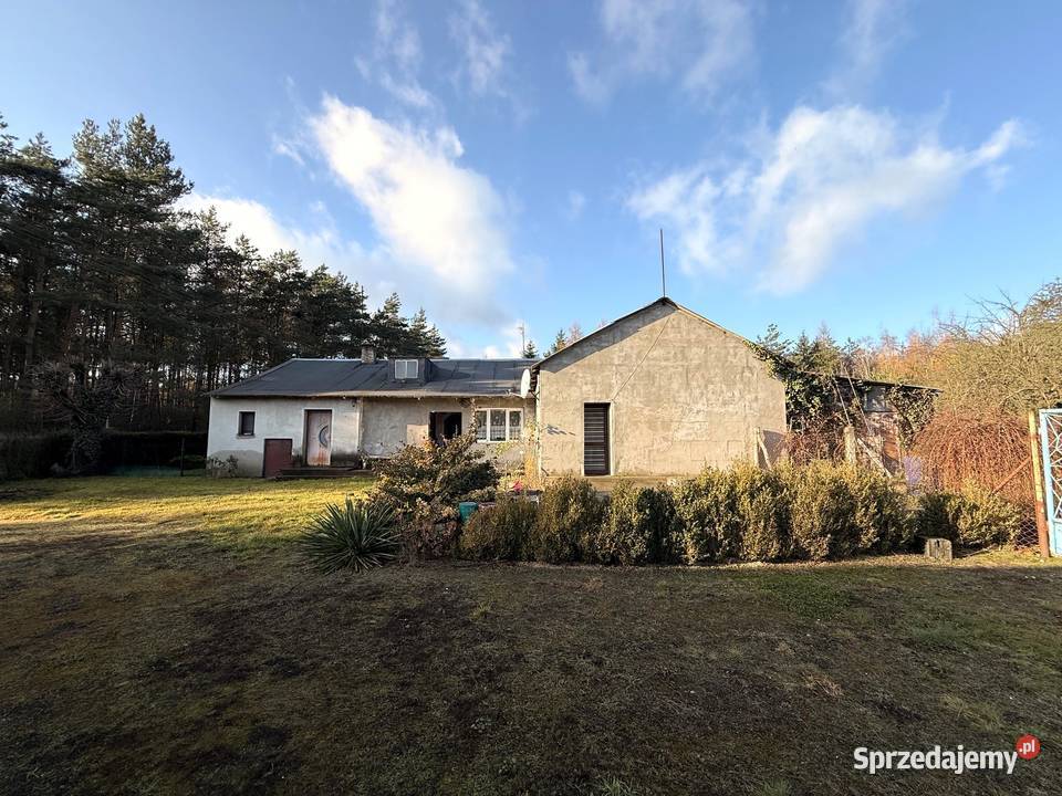 Dom z dużą działką i lasem w Nowinach Brdowskich wielkopolskie Nowiny Brdowskie