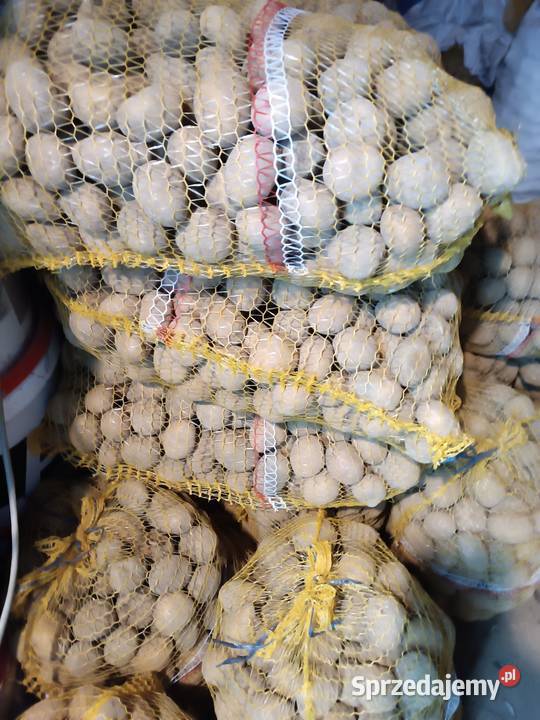 Sadzeniaki melody ziemniaki małopolskie Wielmoża